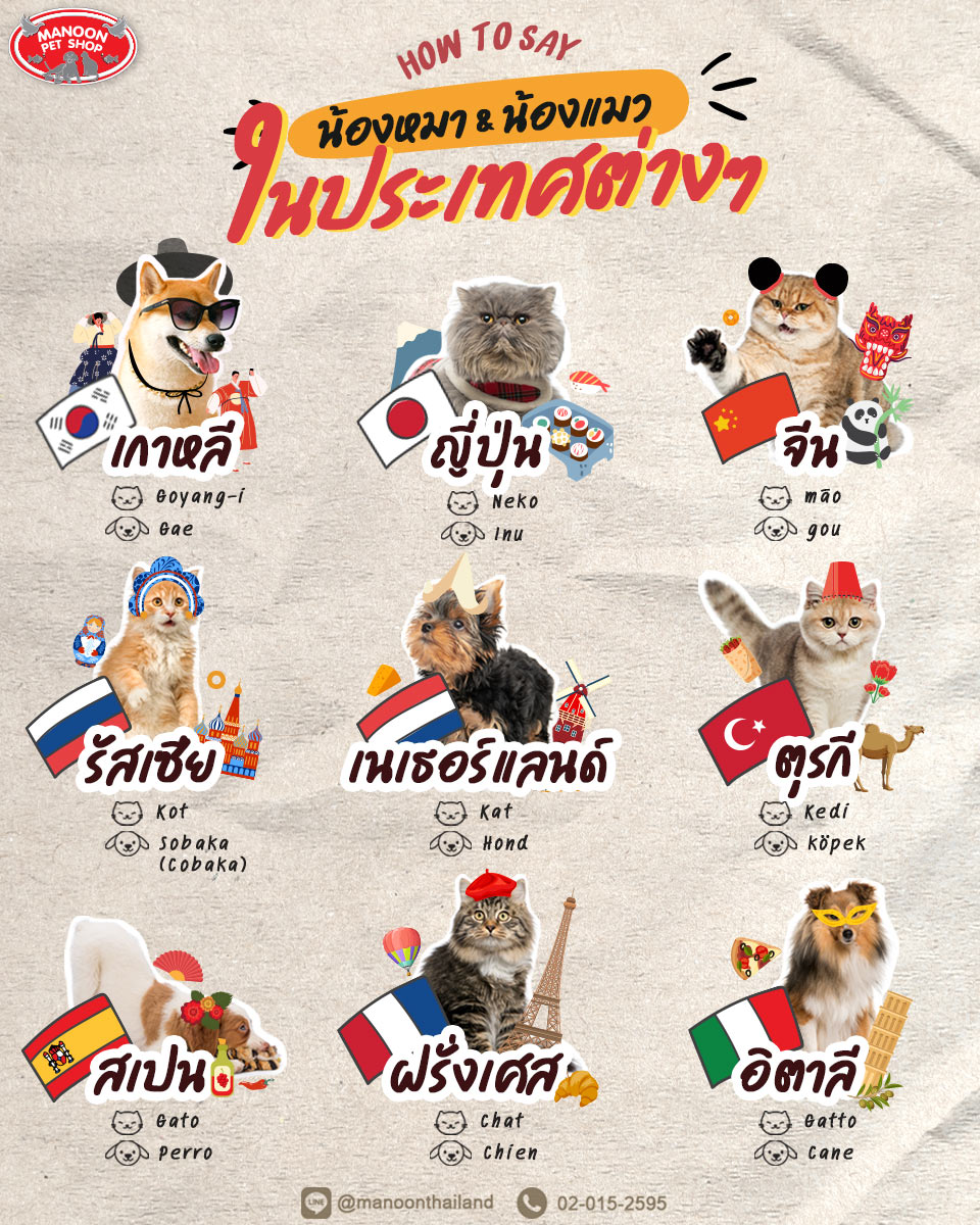 do-dogs-understand-different-languages