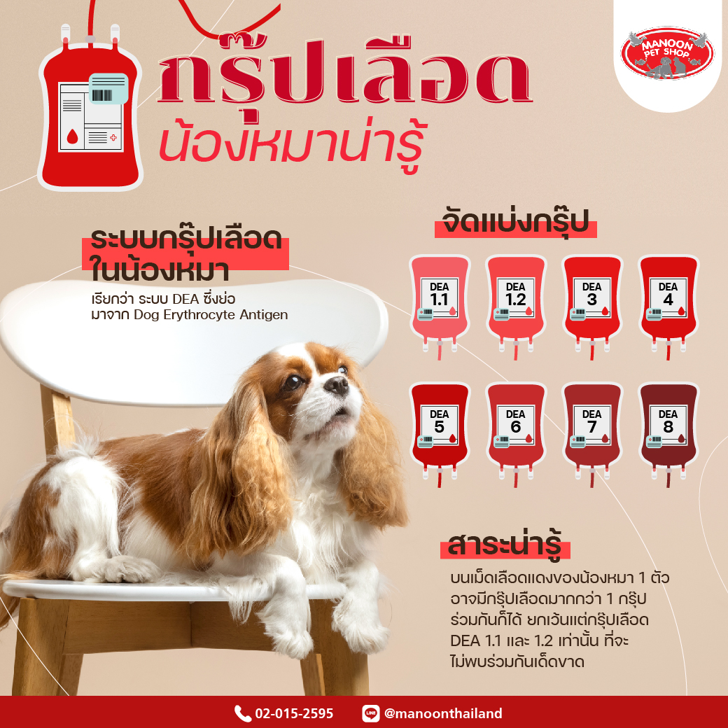 how-many-blood-types-do-dogs-have