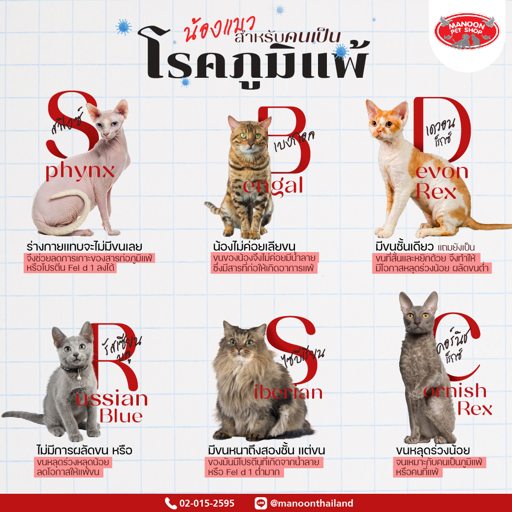 6 Cat breeds for people with ALLERGIES!